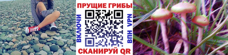 Галлюциногенные грибы Psilocybine cubensis  сколько стоит  Ветлуга 
